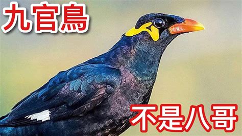 九宮鳥|飼養九官鳥：訓練說話有技巧 – 寵物百科